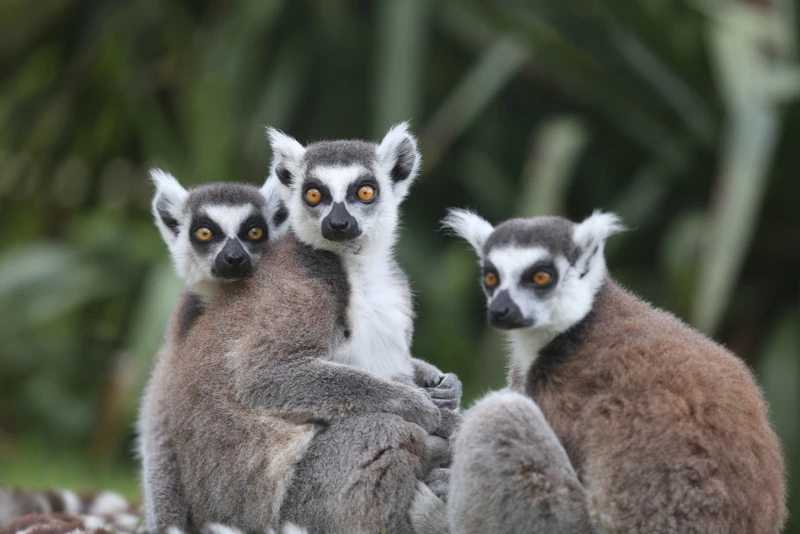 Parc zoologique de Champrepus