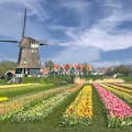 El molino de viento y los campos de tulipanes
