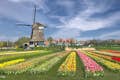 The windmill and tulip fields