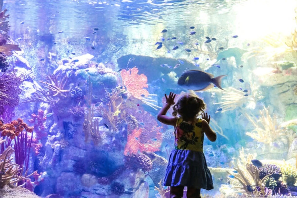 A child in front of an aquarium tank filled with colorful fish and coral, pressing their hands against the glass.