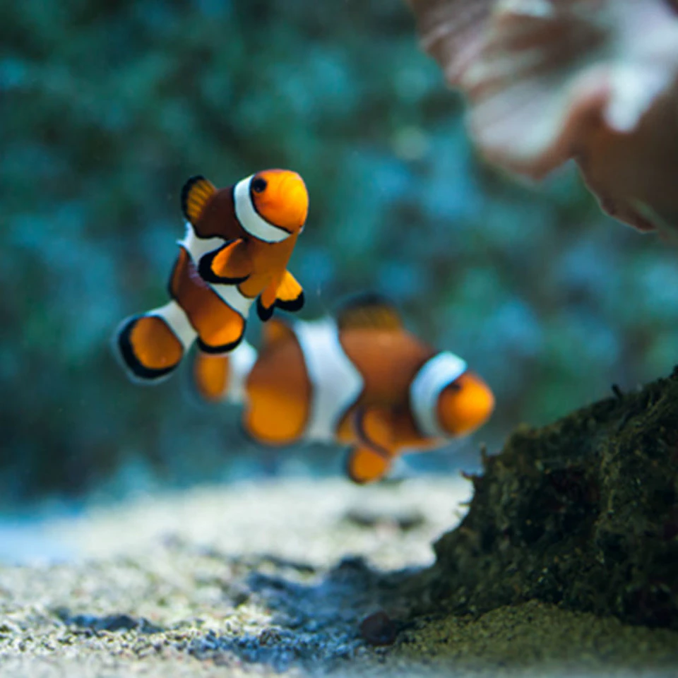 CLOWNFISH