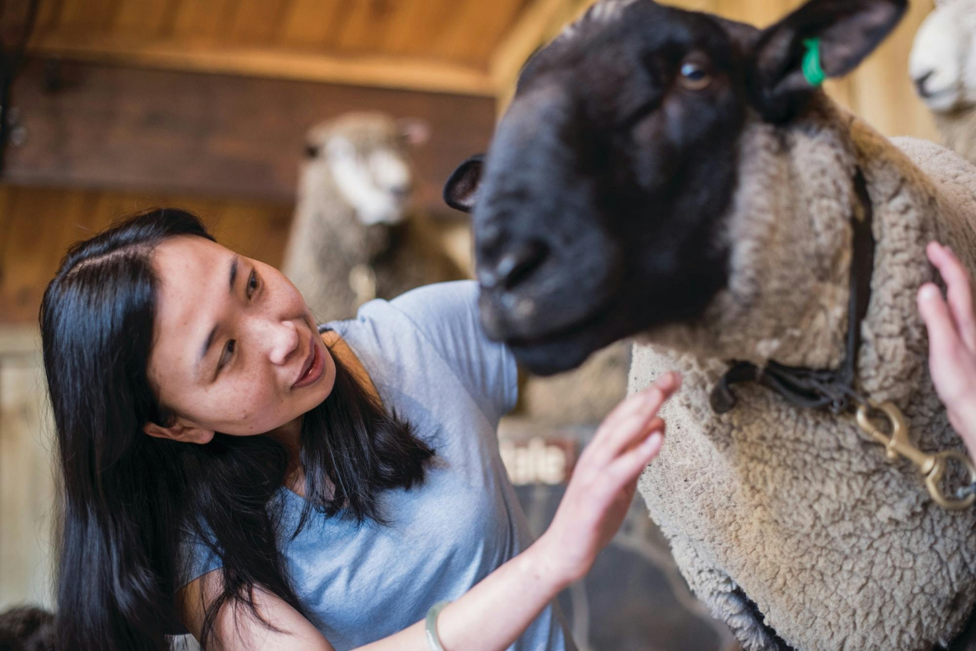 A woman interacts with a sheep, gently touching its wool in a barn setting. Another sheep is visible in the background.