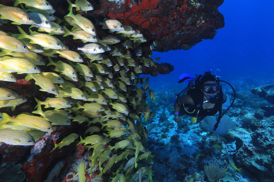 Manchones Reef