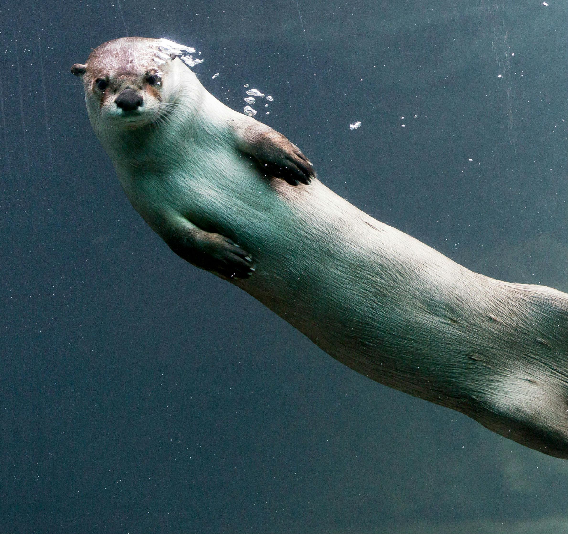 An otter swims underwater, emitting bubbles from its nose, with a smooth, streamlined body against a dark blue background.