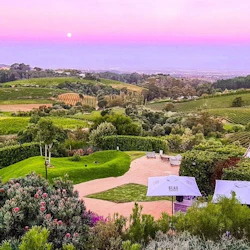 Constantia: Full-Day Wine Tour + Roundtrip Transfer 4