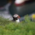 An Atlantic Puffin sitting in grass.