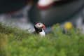 An Atlantic Puffin sitting in grass.
