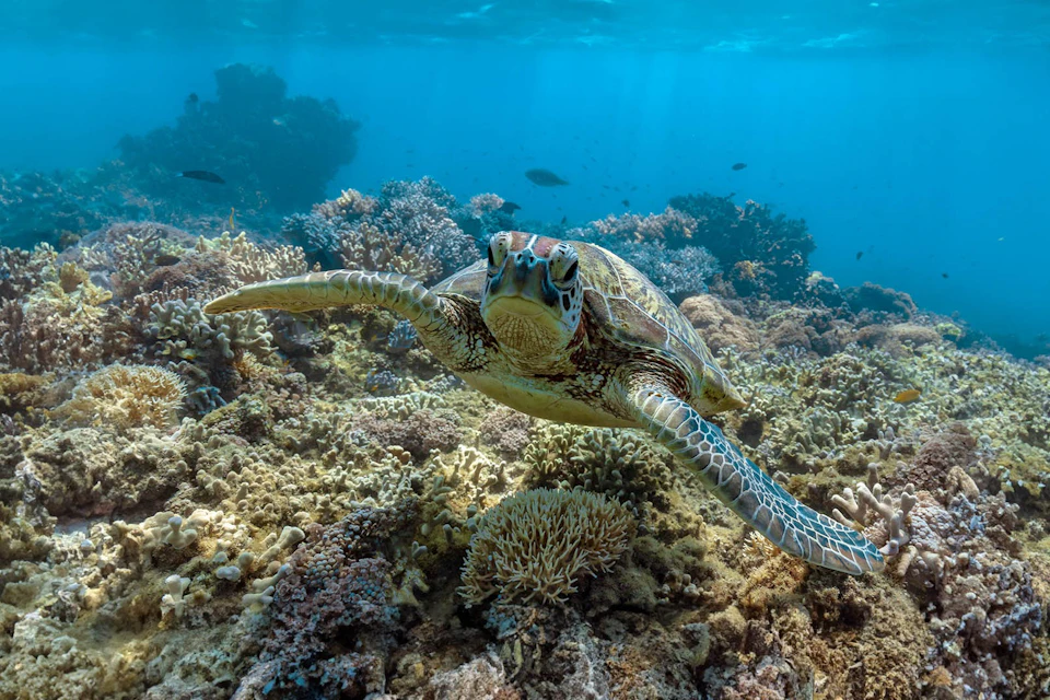 Green Sea Turtle