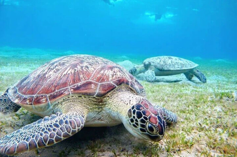 abudabbab_snorkeling