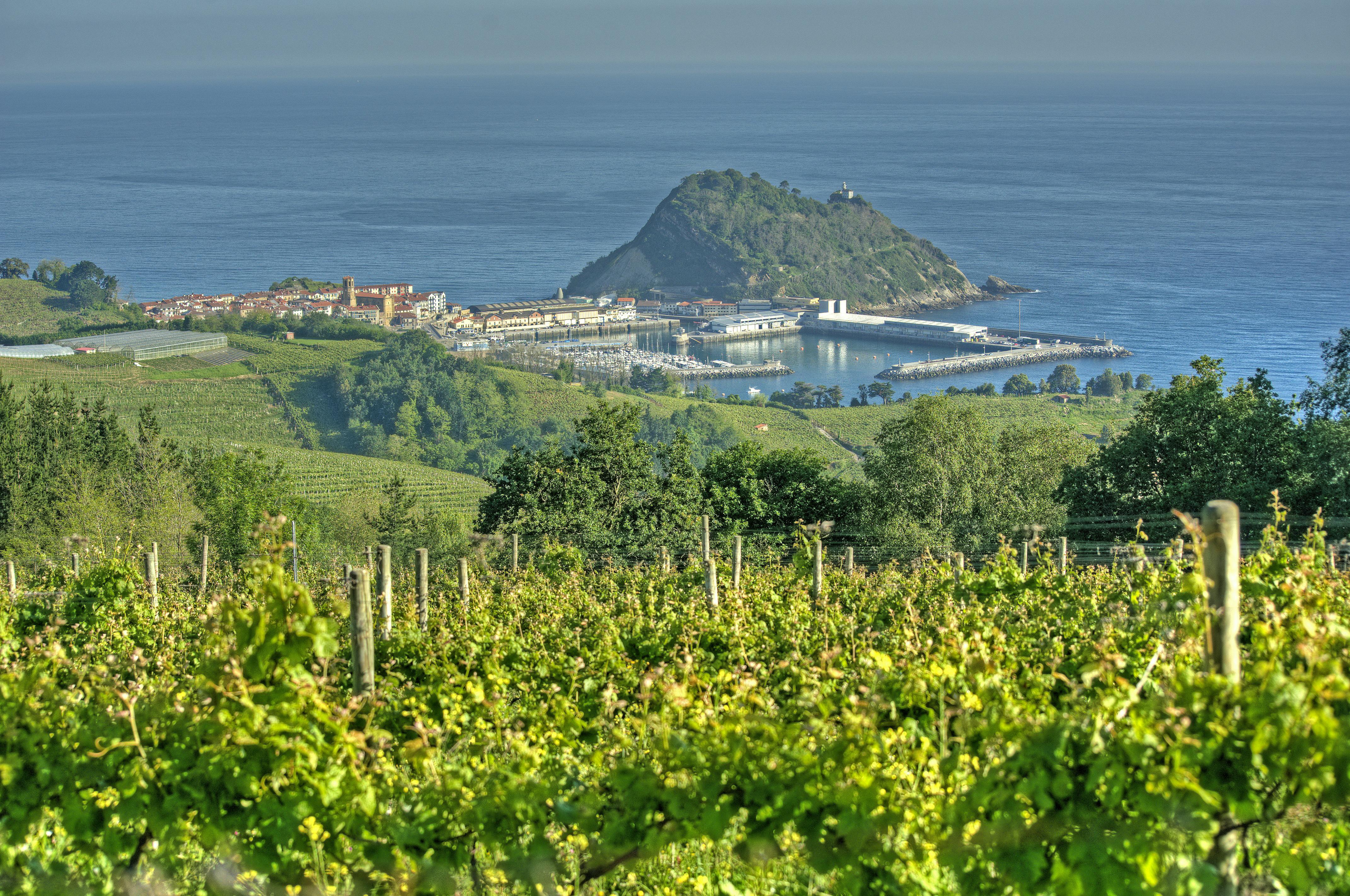 Green vineyards in the foreground, a coastal town, marina, and a hill with dense vegetation are in the background.