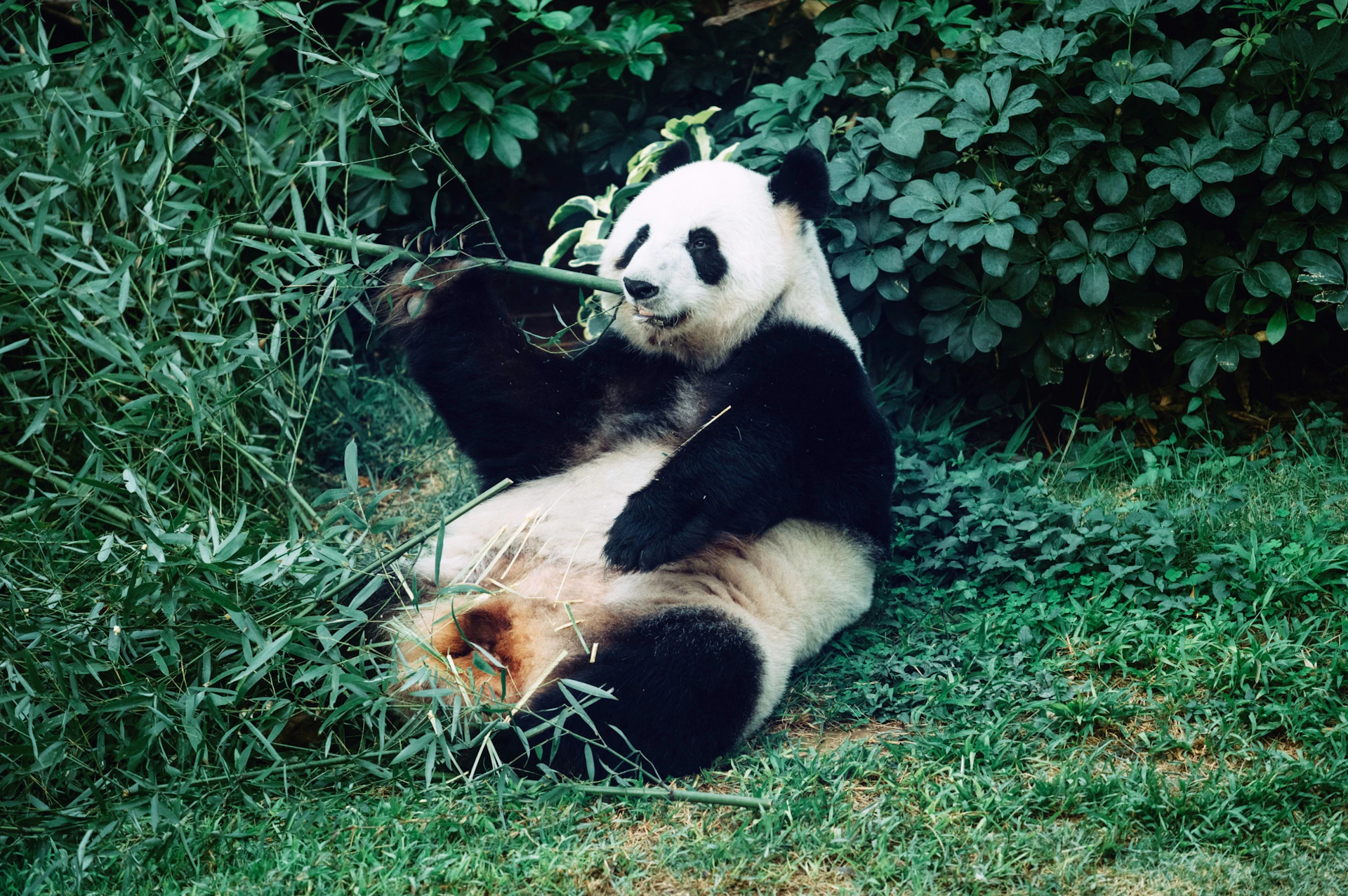 A giant panda sitting on grass while eating bamboo, surrounded by green foliage.