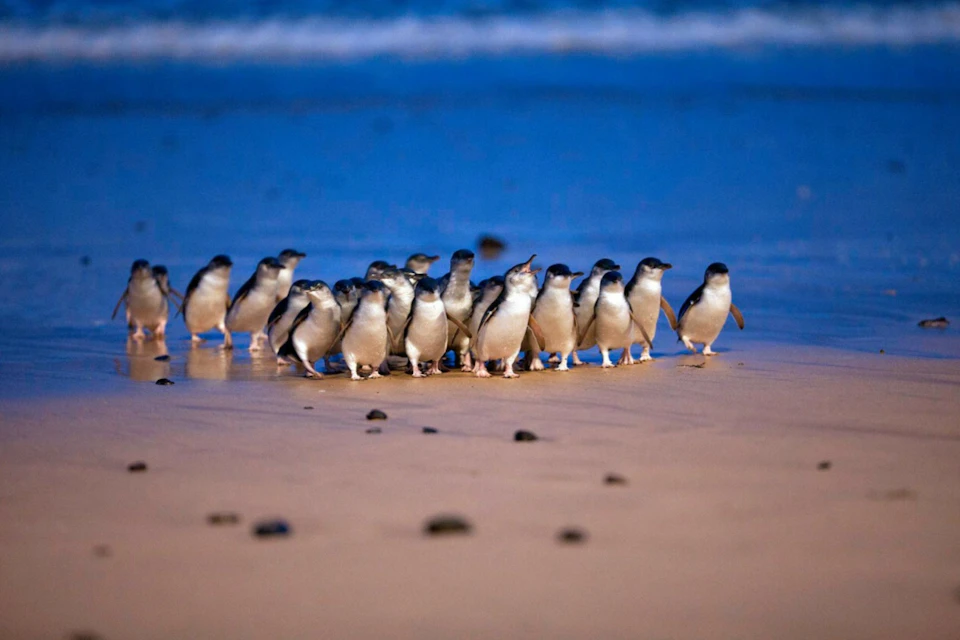 A group of small penguins walking on a sandy beach during twilight, with the ocean in the background.