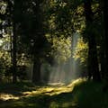 Sluneční světlo proudí přes koruny stromů na "Bosco WWF di Vanzago"
