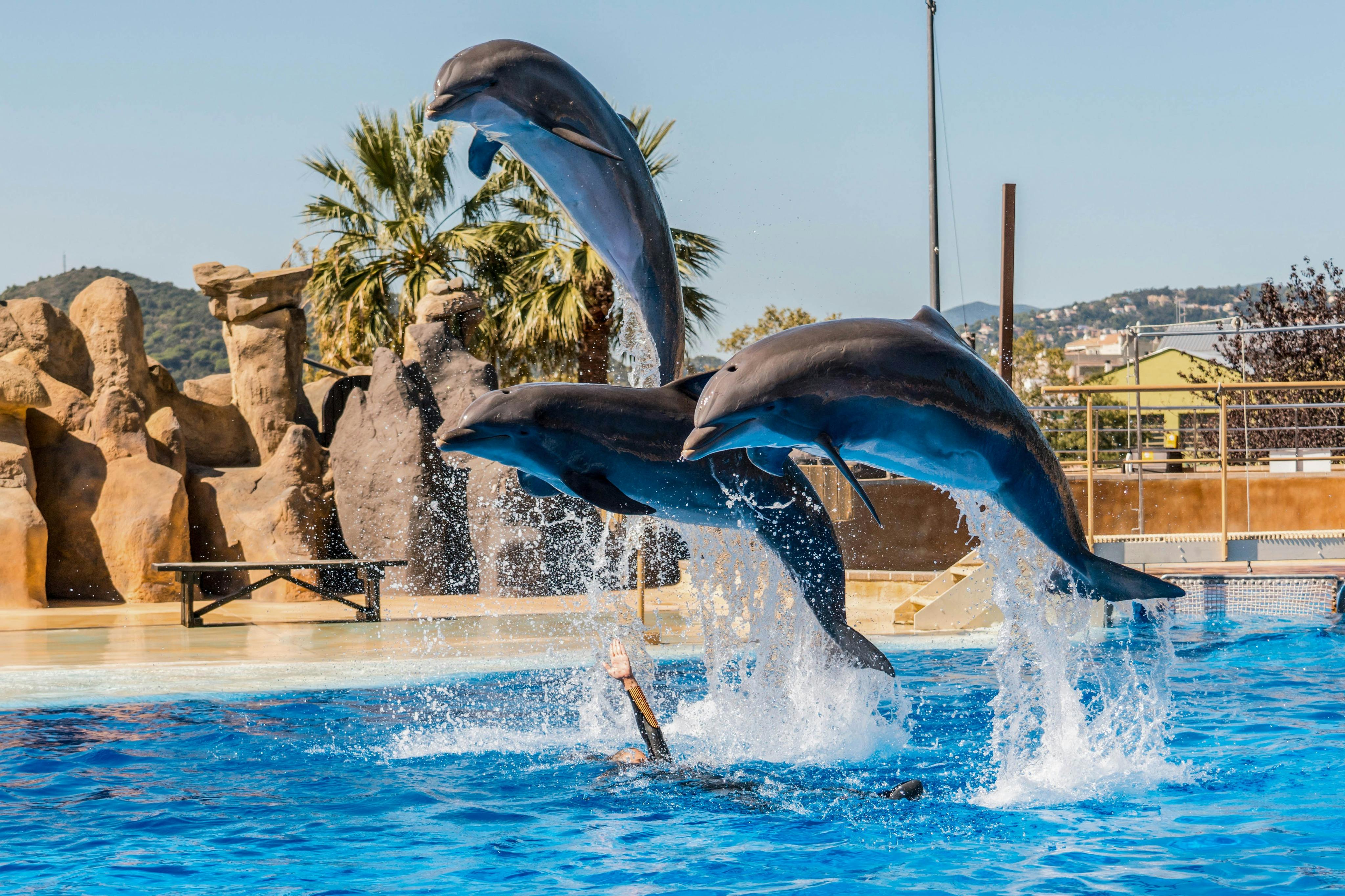Three dolphins jump out of a pool of water in a coordinated manner, with a palm tree and rocks in the background.