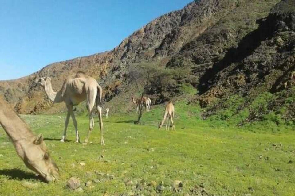 Désert Vert Marsa Alam