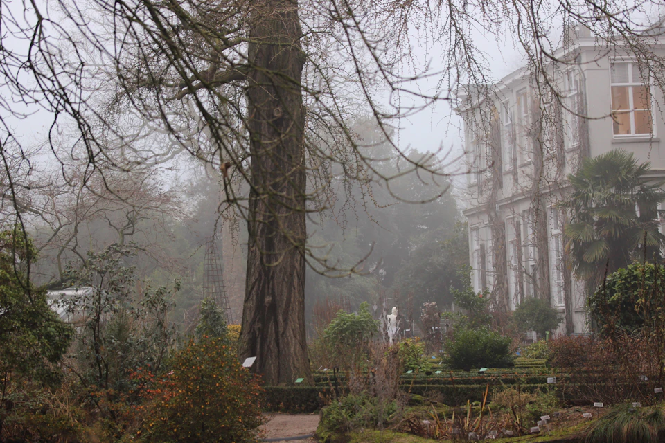 A misty garden with a large tree in the foreground and a building partly visible in the background.