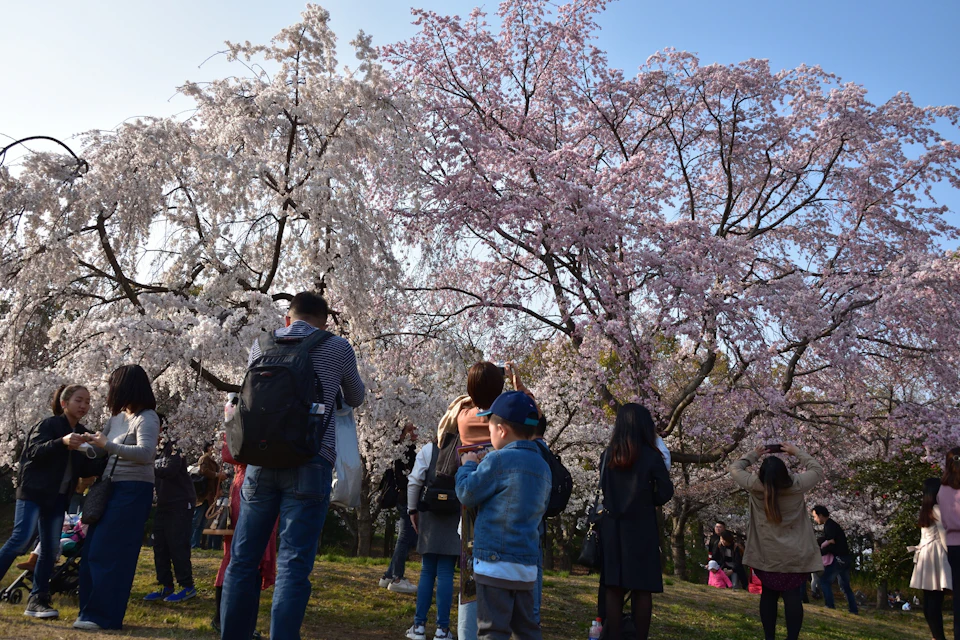 People are gathered under blooming cherry blossom trees, taking photographs and enjoying the scenery on a sunny day.