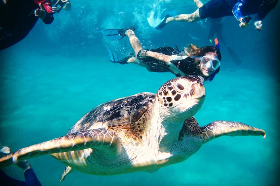 Snorkeling with sea turtles