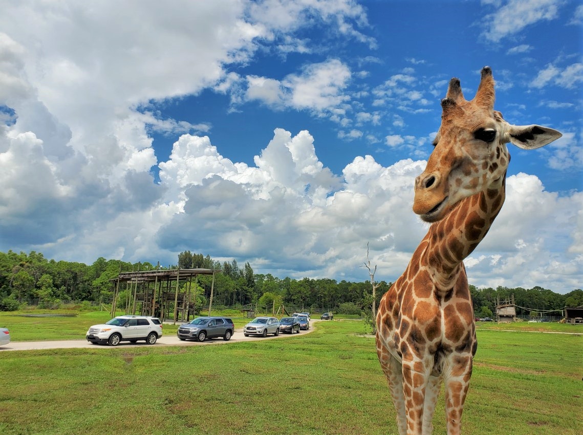 Lion Country Safari: Drive Through Safari + Adventure Park