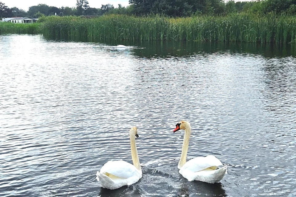 Cruising along the artificial lake in Giethoorn 'Swan Lake', the largest swan community in the Netherlands.