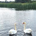 Navega por el lago artificial de Giethoorn "Lago de los Cisnes", la mayor comunidad de cisnes de Holanda.
