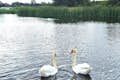 Navegando pelo lago artificial em Giethoorn, o "Lago dos Cisnes", a maior comunidade de cisnes da Holanda.