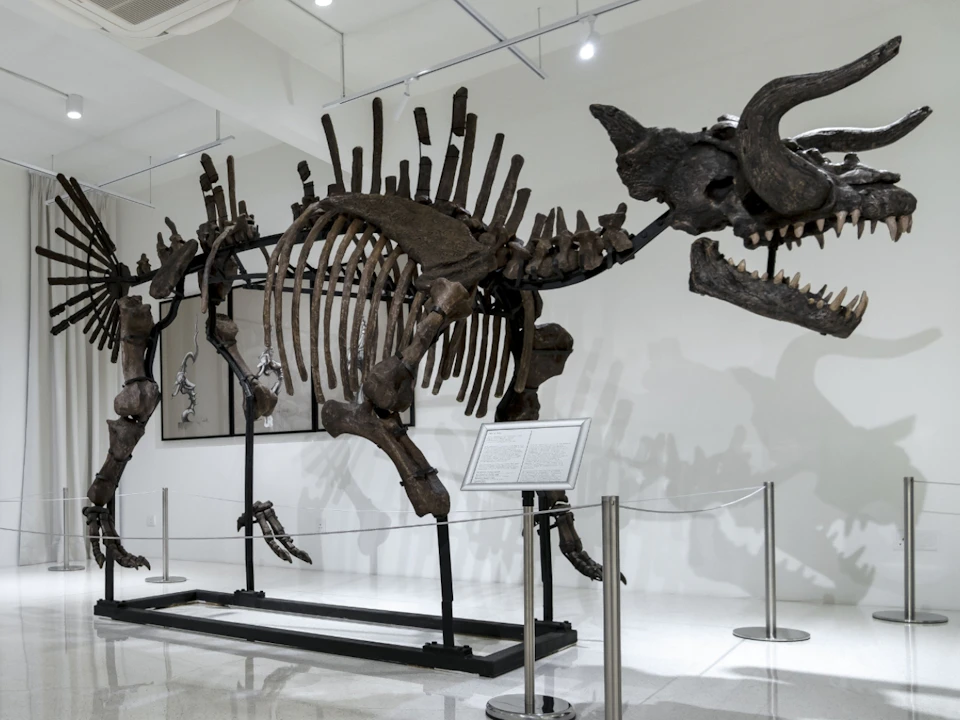 A mounted fossil skeleton of a prehistoric creature with horns displayed in a museum, enclosed by protective barriers.