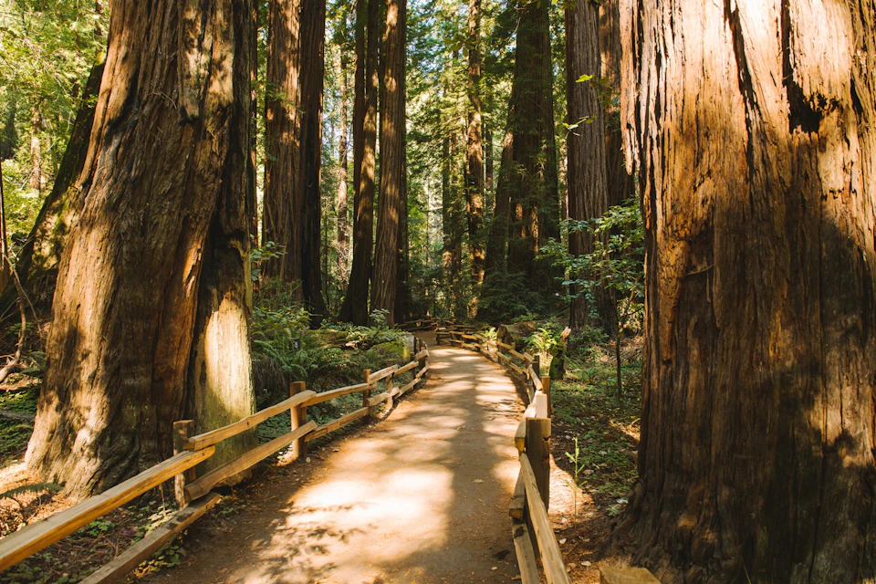 A dirt path with wooden railings winds through a forest of tall redwood trees under sunlight.