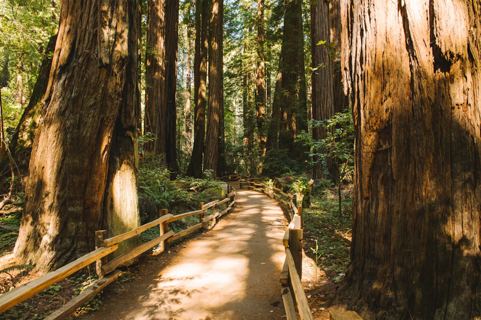 A dirt path with wooden railings winds through a forest of tall redwood trees under sunlight.