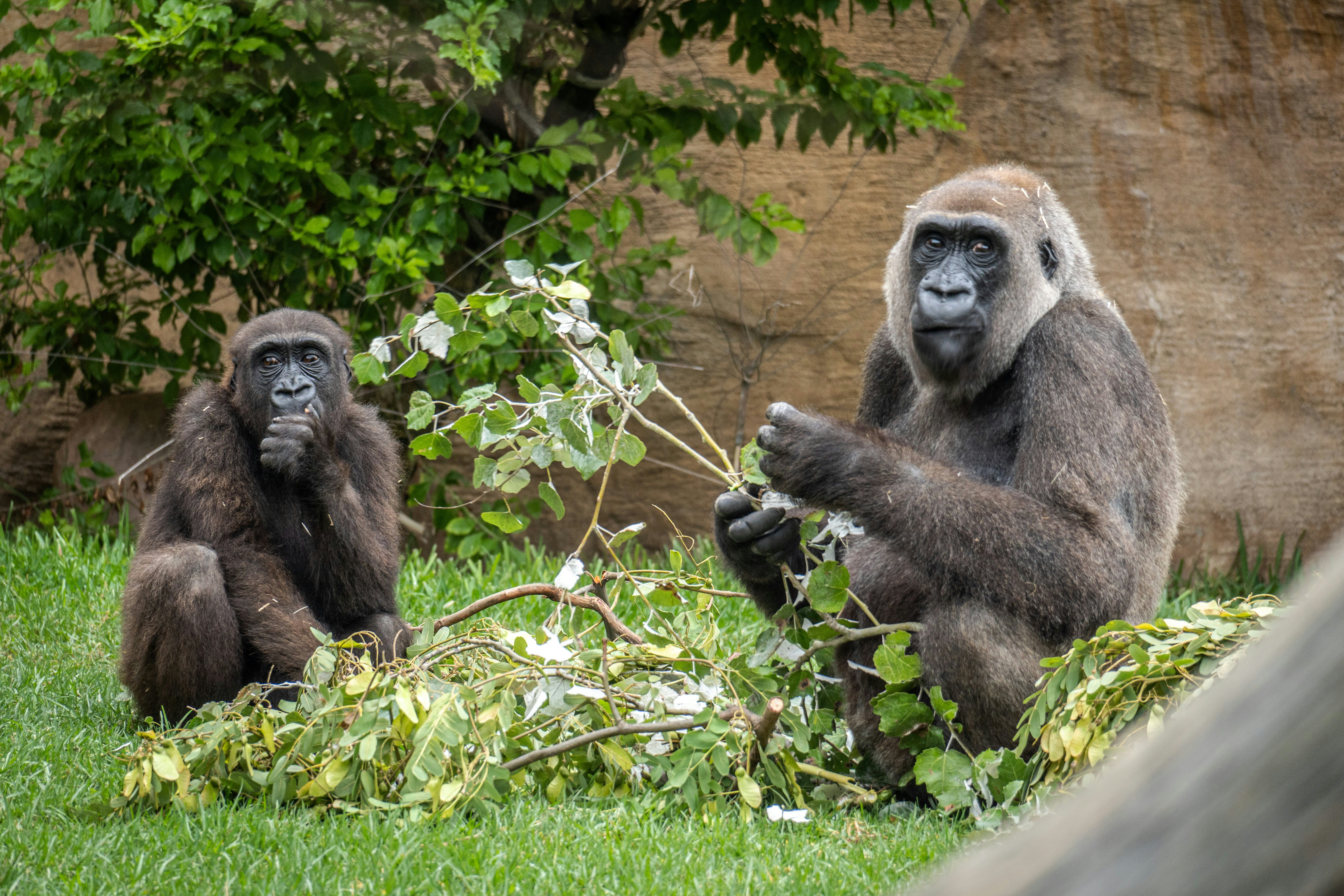 Bioparc Fuengirola: bilhete de entrada