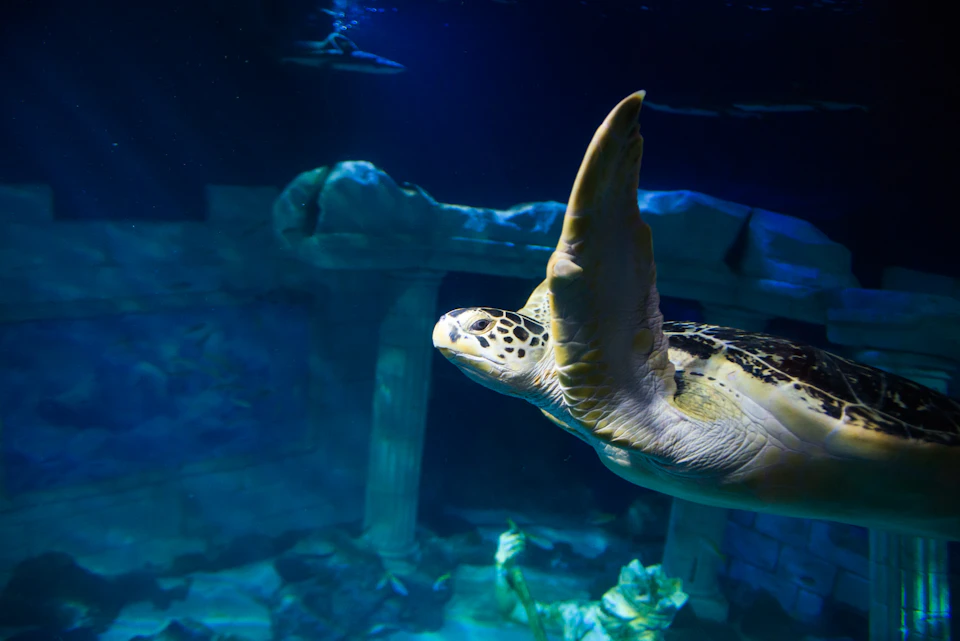 Sea turtle swimming in an aquarium, with ancient ruins and rocks in the background. The lighting is dim and blue-toned.