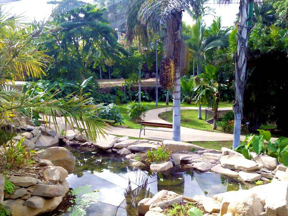 Lush park with a pond, stone edges, palm trees, and winding pathways amidst dense green foliage.