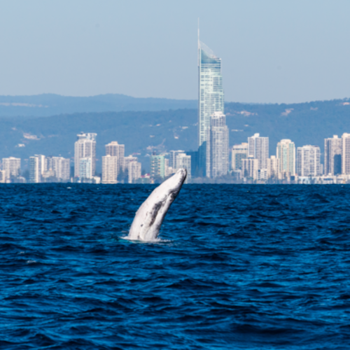 Crucero de avistamiento de ballenas por la Gold Coast