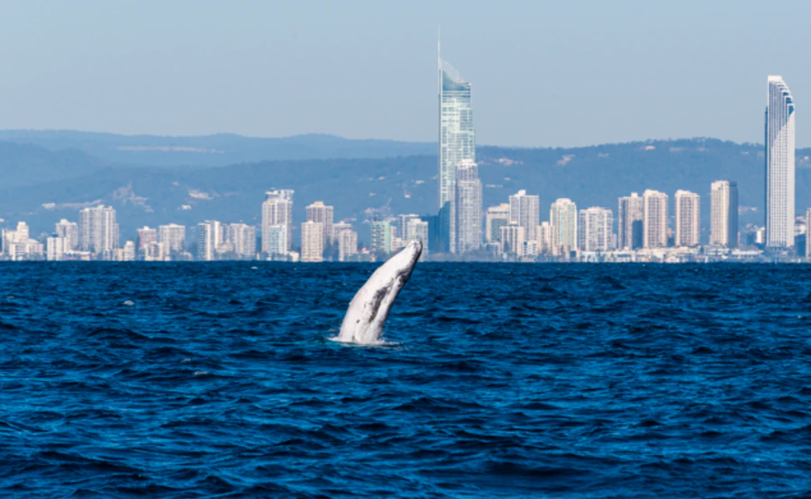 Gold Coast Whale Watching Cruise