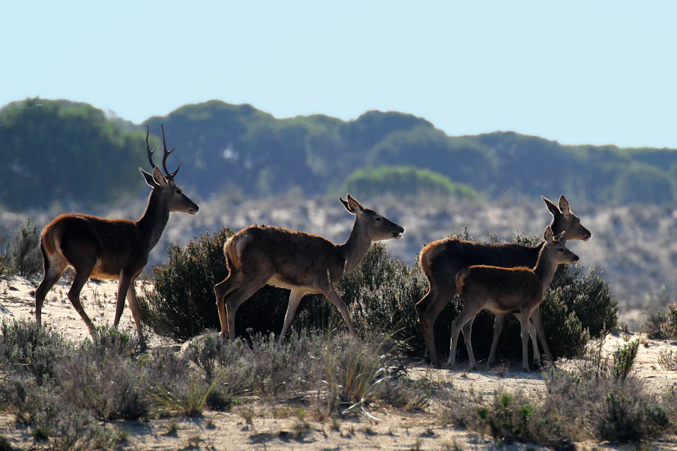 Four deer standing among bushes in a dry landscape with trees and a clear sky in the background.