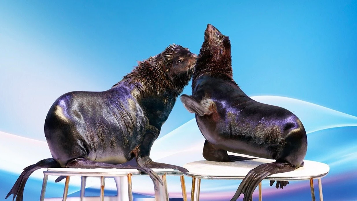 Dubai Dolphinarium: Dolphin and Seal Show