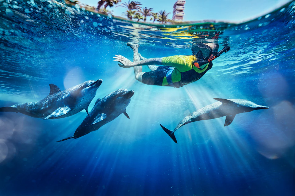 Aquaventure Waterpark - Atlas Village: Dolphin Swim