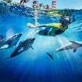 Parque Acuático Aquaventure - Atlas Village: Nado con delfines