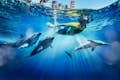 Aquaventure Wasserpark - Atlas Village: Delphinschwimmen
