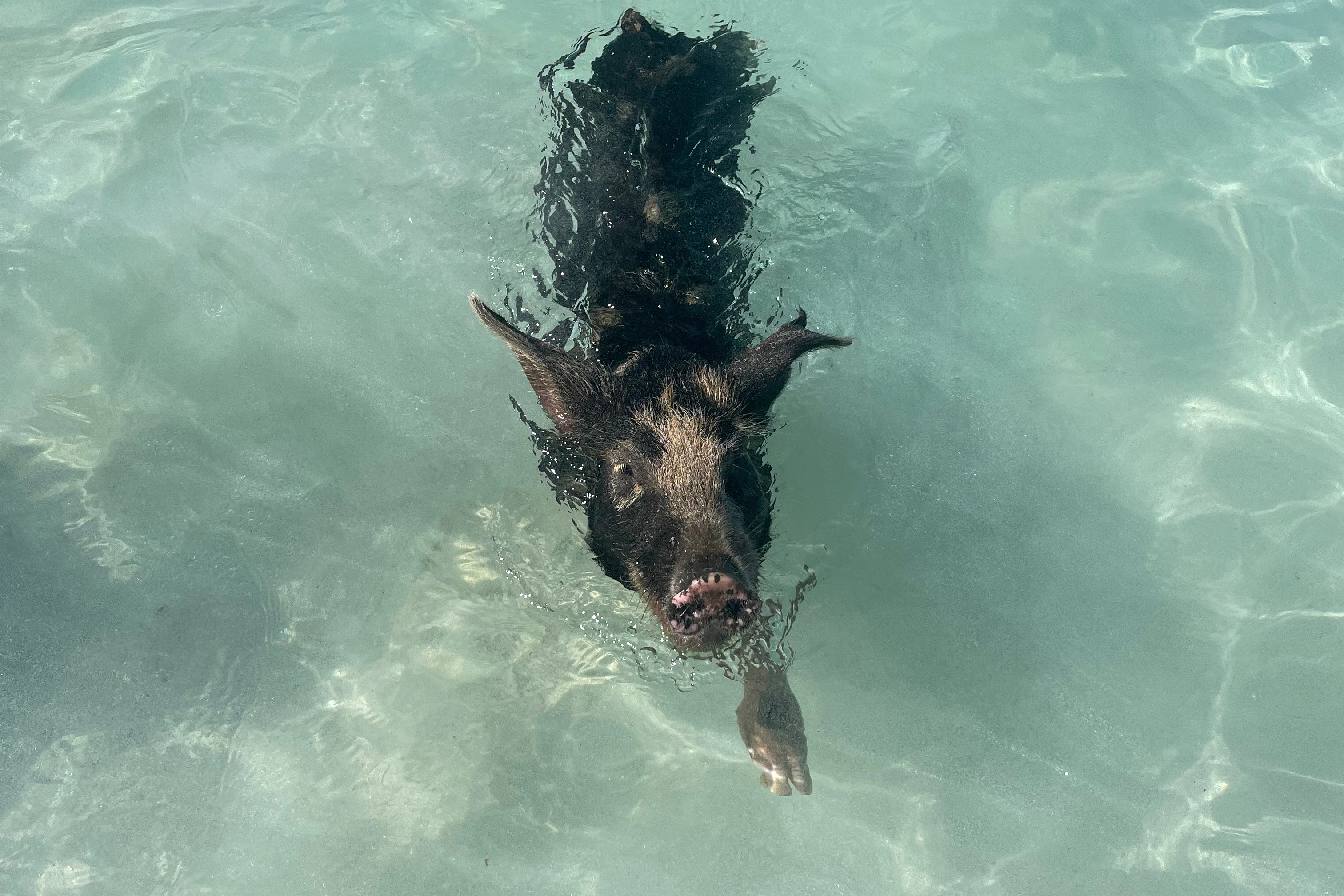Bahamas: Boat Adventure with Swimming Pigs, Turtles & Snorkeling