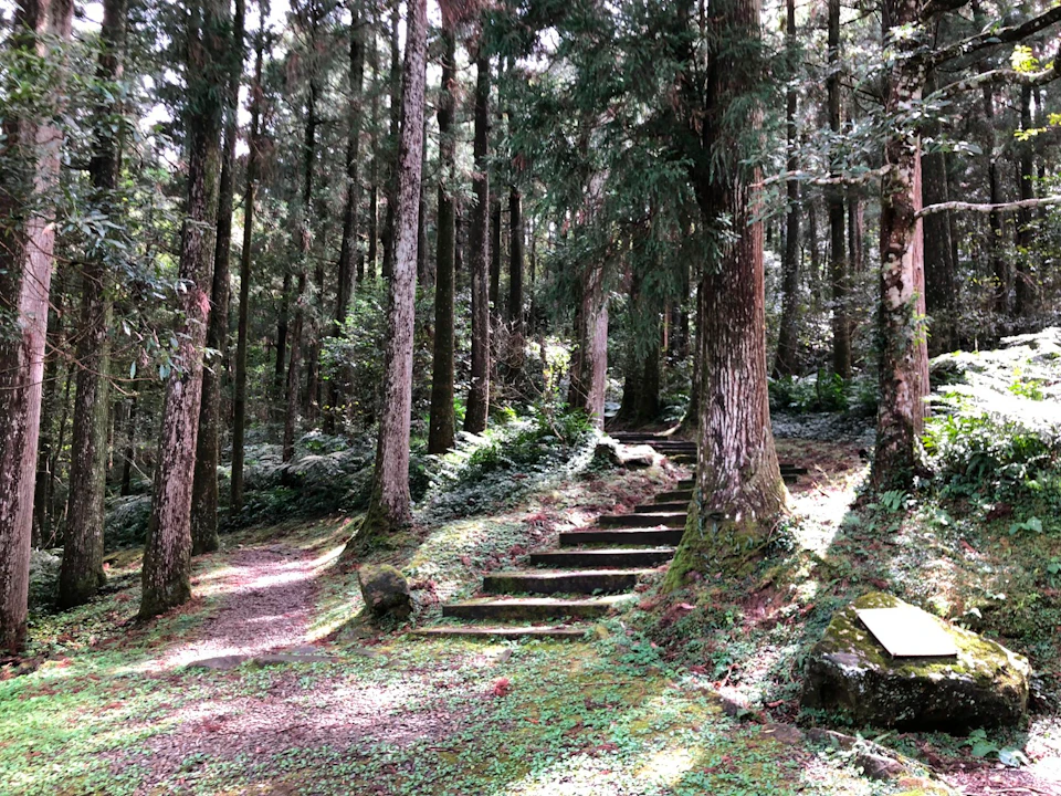 A forest scene with stone steps leading uphill, surrounded by tall trees and a mossy forest floor.