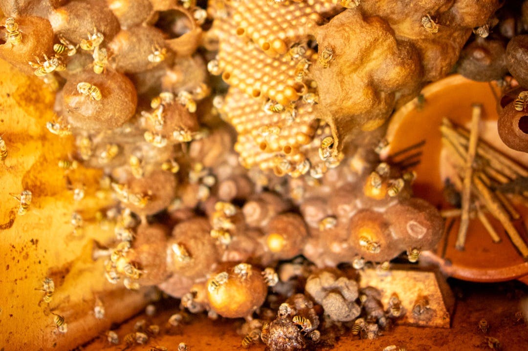 Bijen en bijenkorven