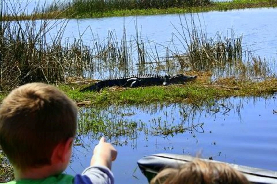 Two children in the foreground, one pointing at an alligator resting on grass near a watery marsh with reeds in the background.