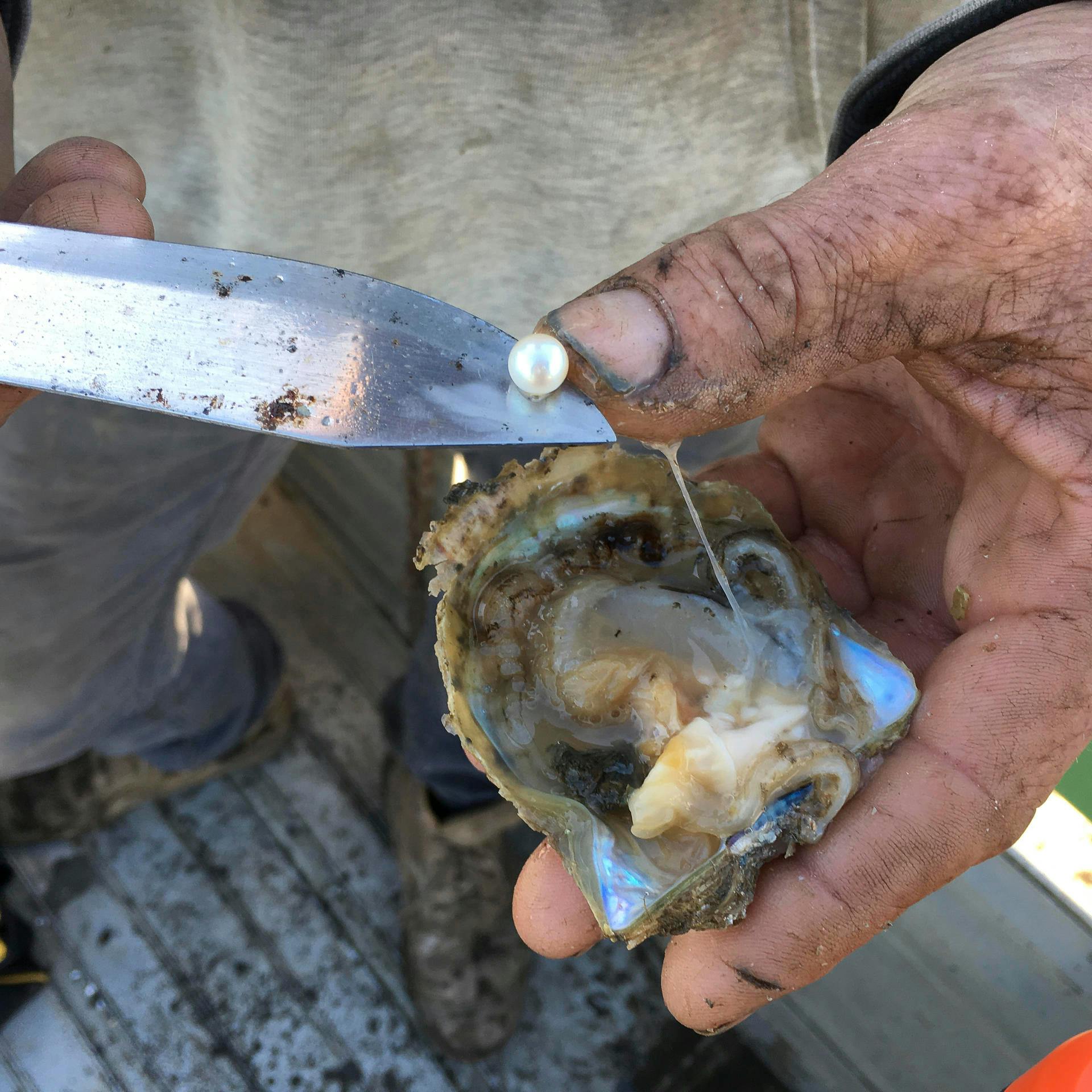 肮脏的手拿着一只开着的牡蛎，珍珠，一把刀触摸珍珠，背景是甲板地板。