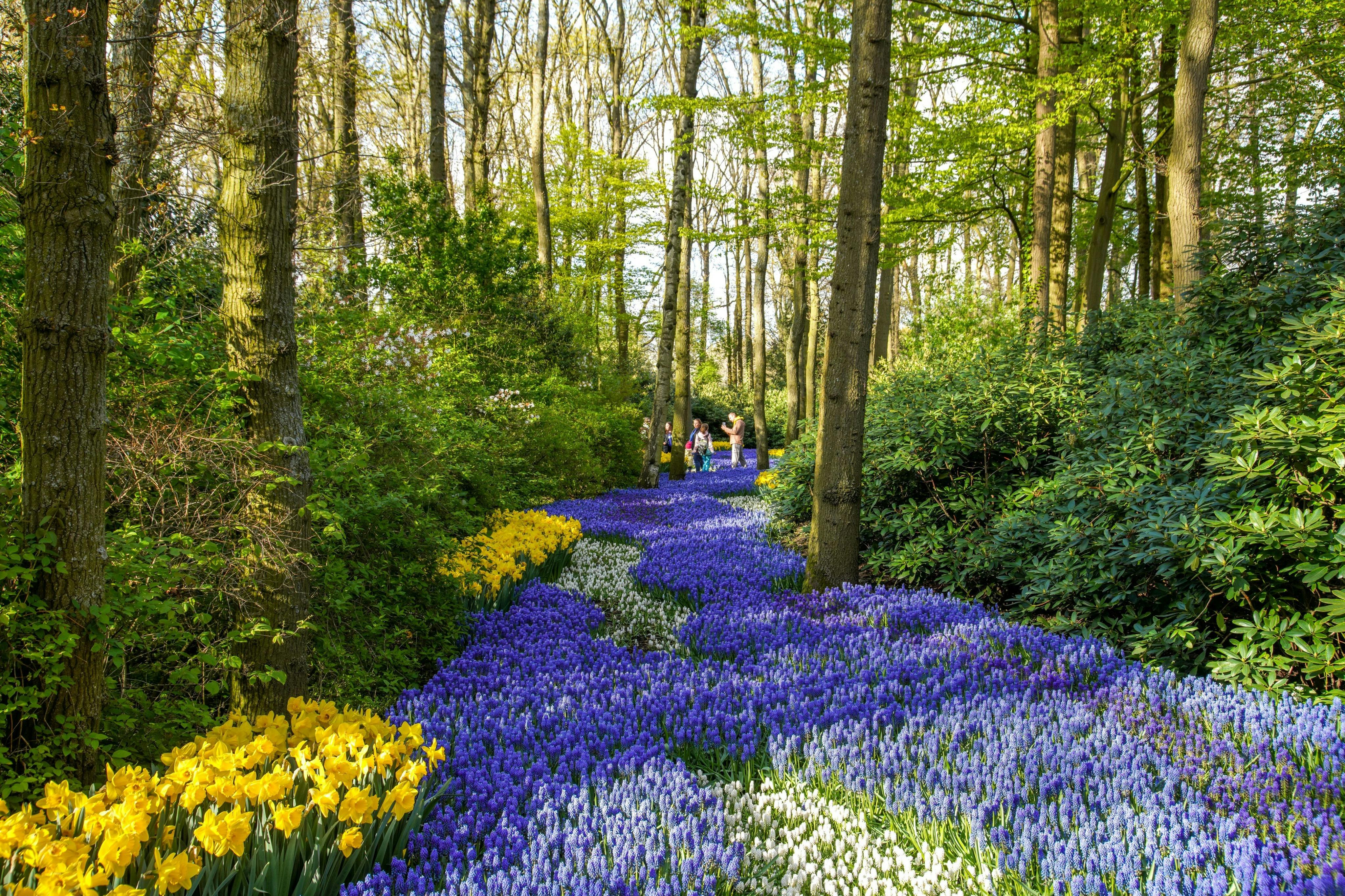 A vibrant garden with a pathway lined by purple, yellow, and white flowers among tall trees and greenery.