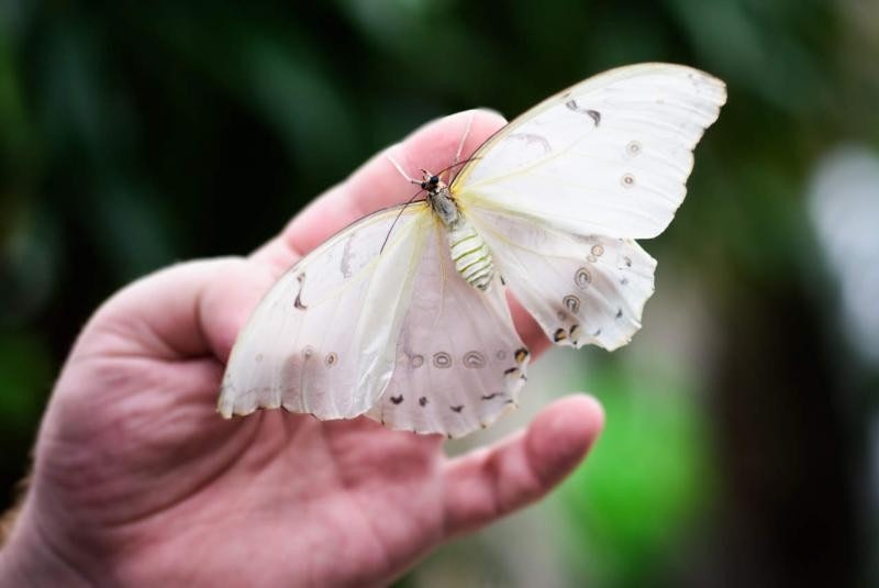 Papilonia Butterfly House: Entry Ticket