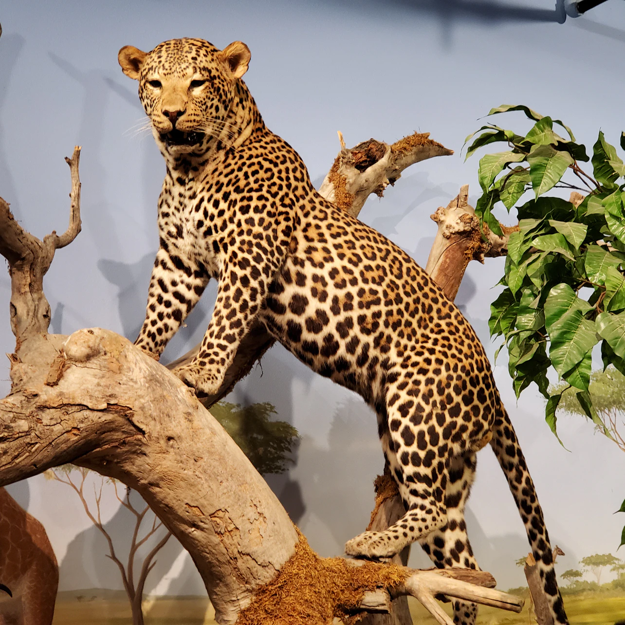 Las Vegas Natural History Museum: Entry Ticket in Las Vegas β Tiqets