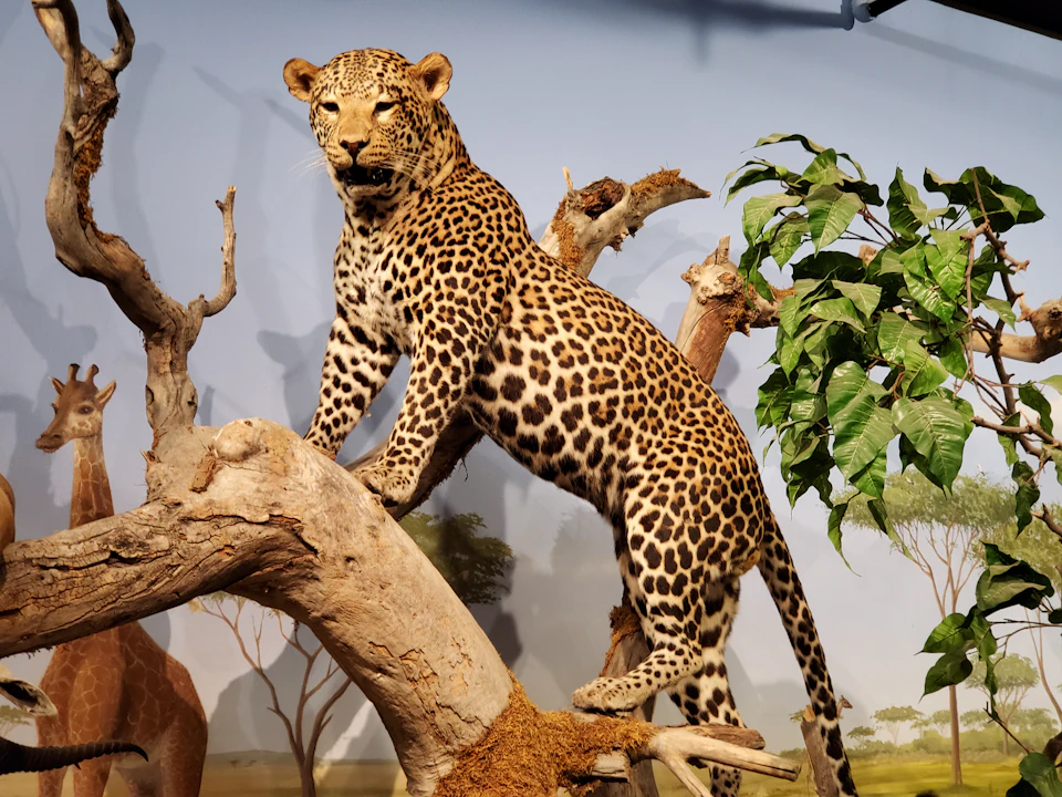 A leopard standing on a tree branch, surrounded by branches and leaves, with a blurred background of trees and sky.