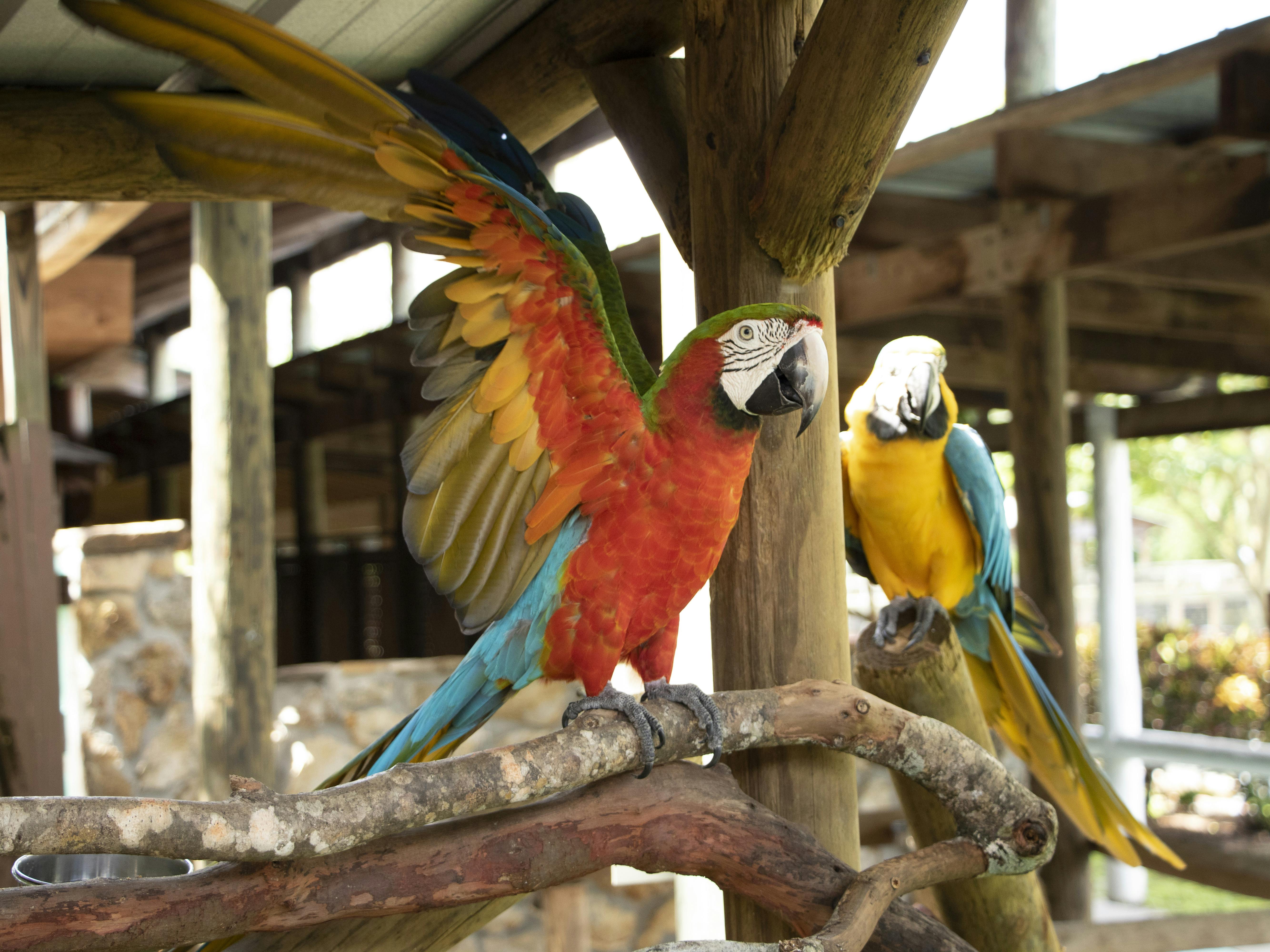 Červený a zelený papoušek s roztaženými křídly sedí na větvi vedle žlutého a modrého papouška ve venkovním prostředí.