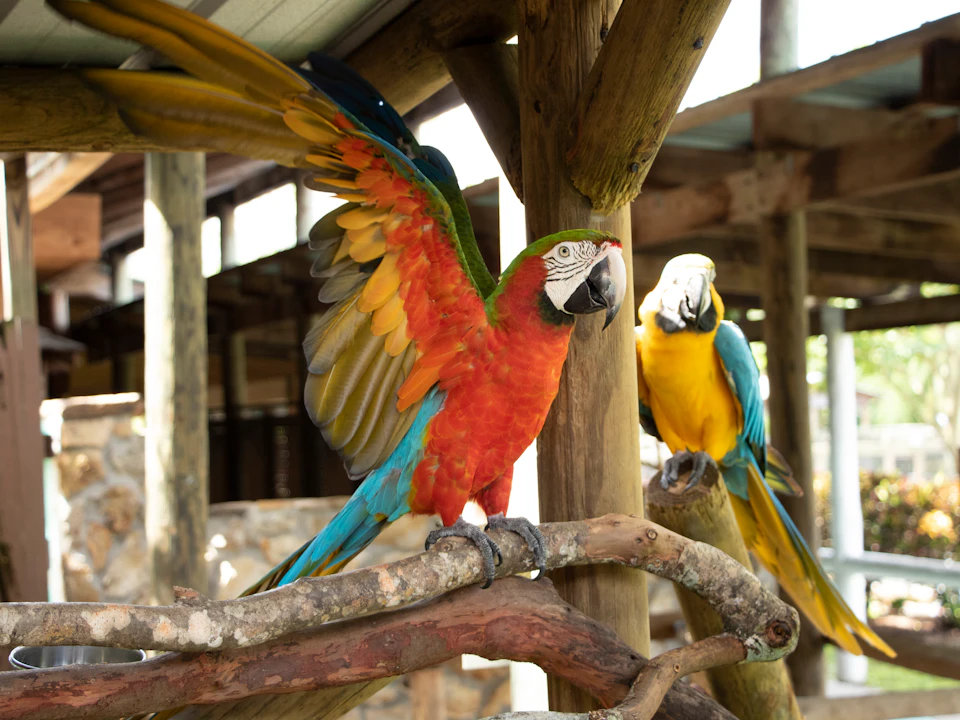 A red and green parrot with wings spread is perched on a branch next to a yellow and blue parrot in an outdoor setting.